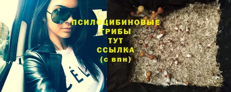 Псилоцибиновые грибы Psilocybe Тетюши